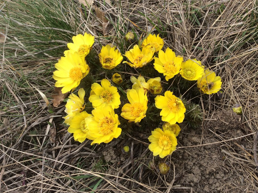Adonis vernalis